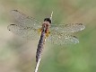 J16_1806 Crocothemis erythraea f